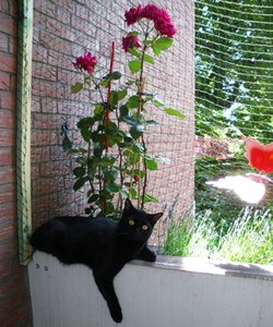 IMGP3001 (336x404).jpg