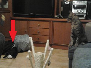 Mona im Rascheltunnel.jpg