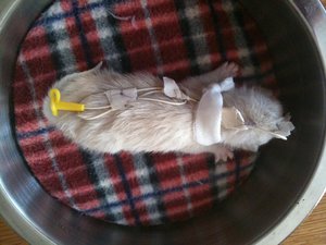 Smila´s IPhone 153.jpg