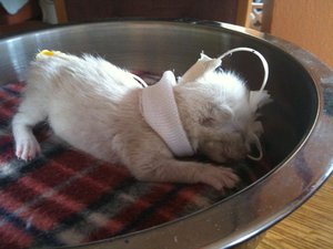 Smila´s IPhone 155.jpg