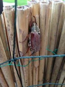 ImageUploadedByTapatalk 21367819967.821175.jpg