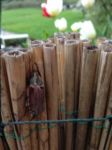 ImageUploadedByTapatalk 21367819978.384110.jpg