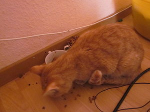 `Katzenbabies 001.JPG