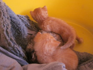 `Katzenbabies 002.JPG