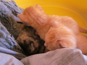 `Katzenbabies 003.JPG