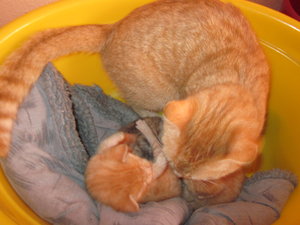 `Katzenbabies 004.JPG