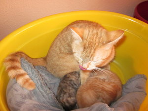 `Katzenbabies 005.JPG