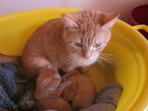 `Katzenbabies 006.JPG