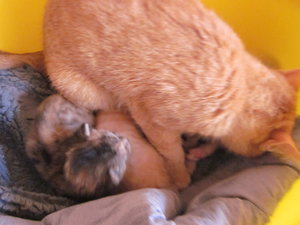 `Katzenbabies 007.JPG