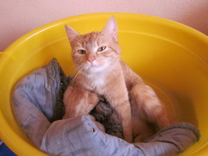 `Katzenbabies 008.JPG