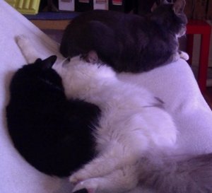 LKatzengruppe 9.05.13 um 20.01.jpg