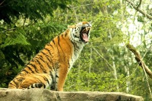 ImageUploadedByTapatalk 21368216131.421028.jpg