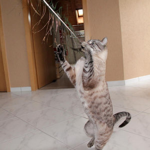 ImageUploadedByTapatalk 21368382677.620799.jpg