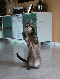 ImageUploadedByTapatalk 21368382689.201161.jpg