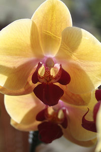 orchidee2.JPG