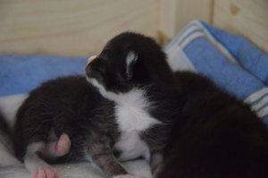 ImageUploadedByTapatalk 21368642493.329437.jpg