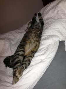 ImageUploadedByTapatalk 21369062432.003660.jpg