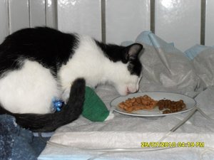 mütze 002 [800x600].jpg