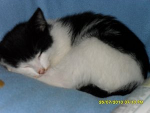 mütze ist zurück 001 [800x600].jpg