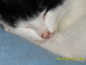 mütze ist zurück 002 [800x600].jpg