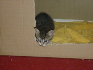 28.07.2010 4 Wochen alt 002.jpg