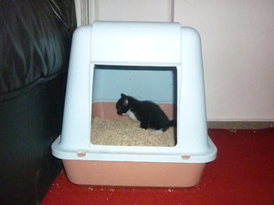 28.07.2010 4 Wochen alt 016.jpg