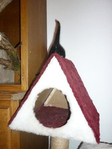 28.07.2010 4 Wochen alt 033.jpg