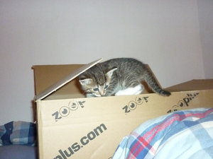 28.07.2010 4 Wochen alt 063.jpg