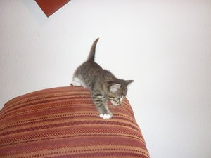 28.07.2010 4 Wochen alt 066.jpg