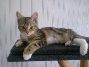 Cid auf Kratzbaum.jpg