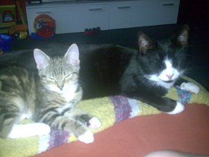 Teddy und Cid aufm Sofa.JPG