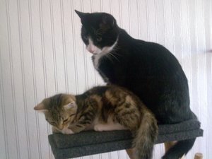 Teddy und Cid auf Kratzbaum seitlich.jpg