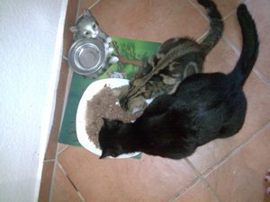 Teddy und Cid beim fressen.jpg