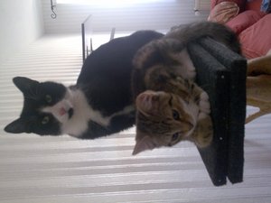 Teddy und Cid auf Kratzbaum.jpg