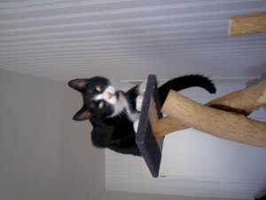 Teddy auf Kratzbaum.jpg