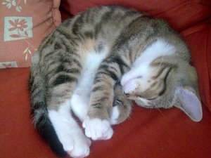 Cid schläft auf Sofa.jpg