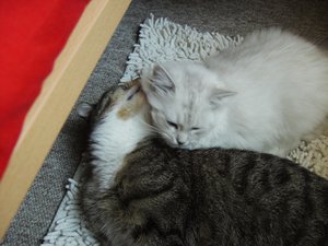 Geburtstag und Katzen 017.jpg