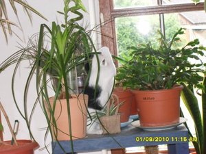 neue Mütze 011 [800x600].jpg