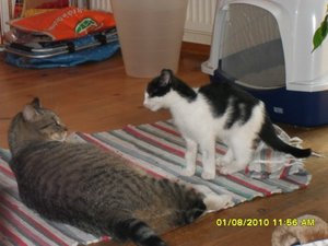 neue Mütze 012 [800x600].jpg