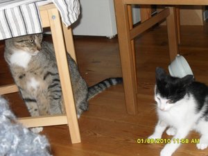 neue Mütze 013 [800x600].jpg