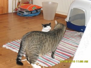 neue Mütze 014 [800x600].jpg