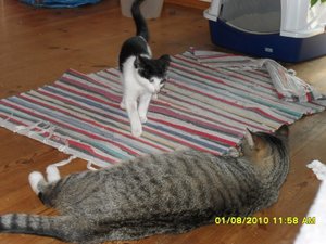 neue Mütze 015 [800x600].jpg