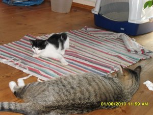 neue Mütze 016 [800x600].jpg