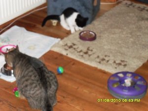 neue Mütze 020 [800x600].jpg