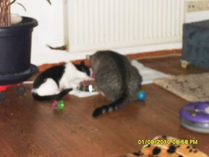 neue Mütze 022 [800x600].jpg