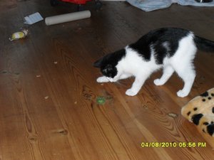 neue Mütze 036 [800x600].jpg