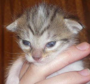 Gizmo 31.07.2010-2.jpg