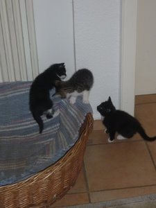 erster Ausflug in die große Welt 010.jpg erster Ausflug in die große Welt 010.jpg