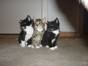 erster Ausflug in die große Welt 033.jpg erster Ausflug in die große Welt 033.jpg