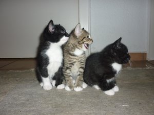 erster Ausflug in die große Welt 032.jpg erster Ausflug in die große Welt 032.jpg